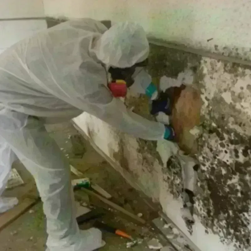 Mold Remediation and Removal in Lowell, MI